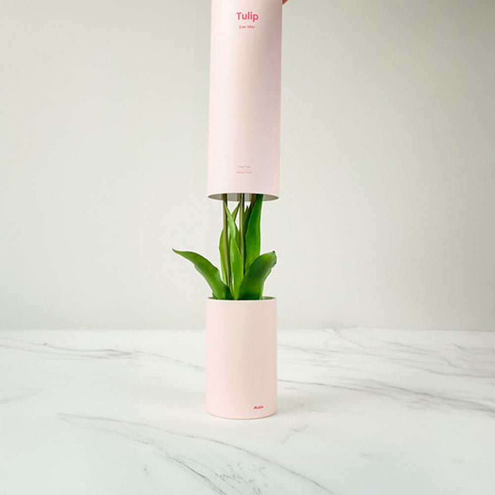 Ever After White Tulip Air Freshener