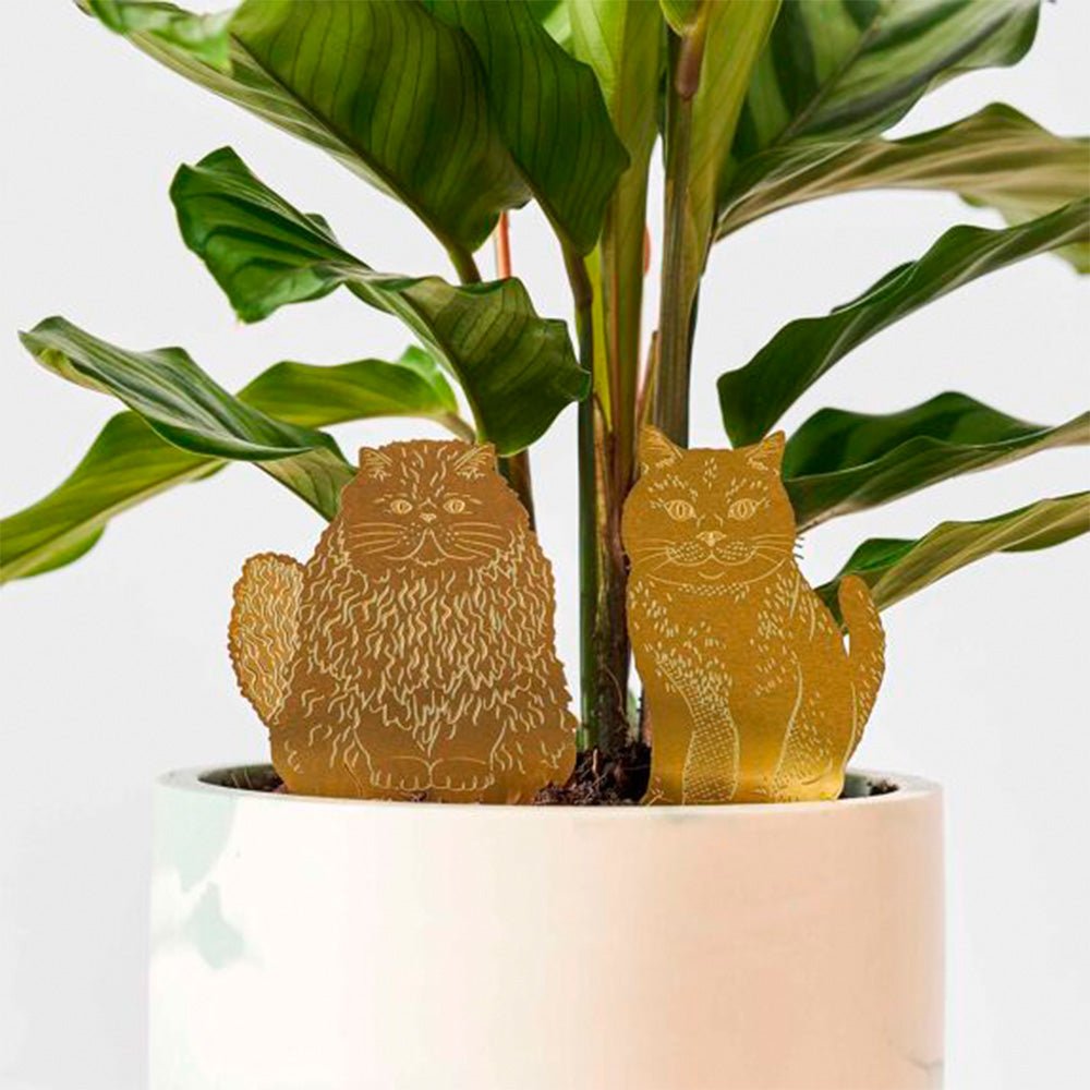 Plante Animal Chat
