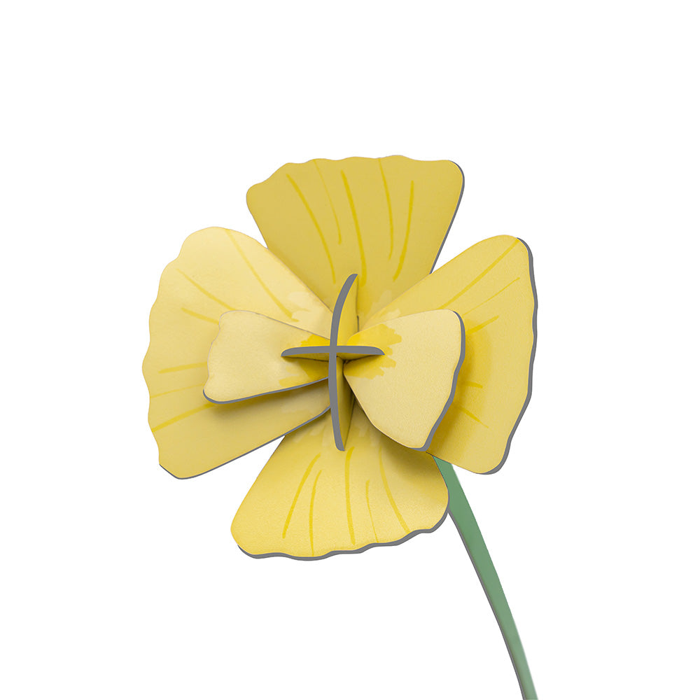 Small Everlasting Flowers - Golden Poppy