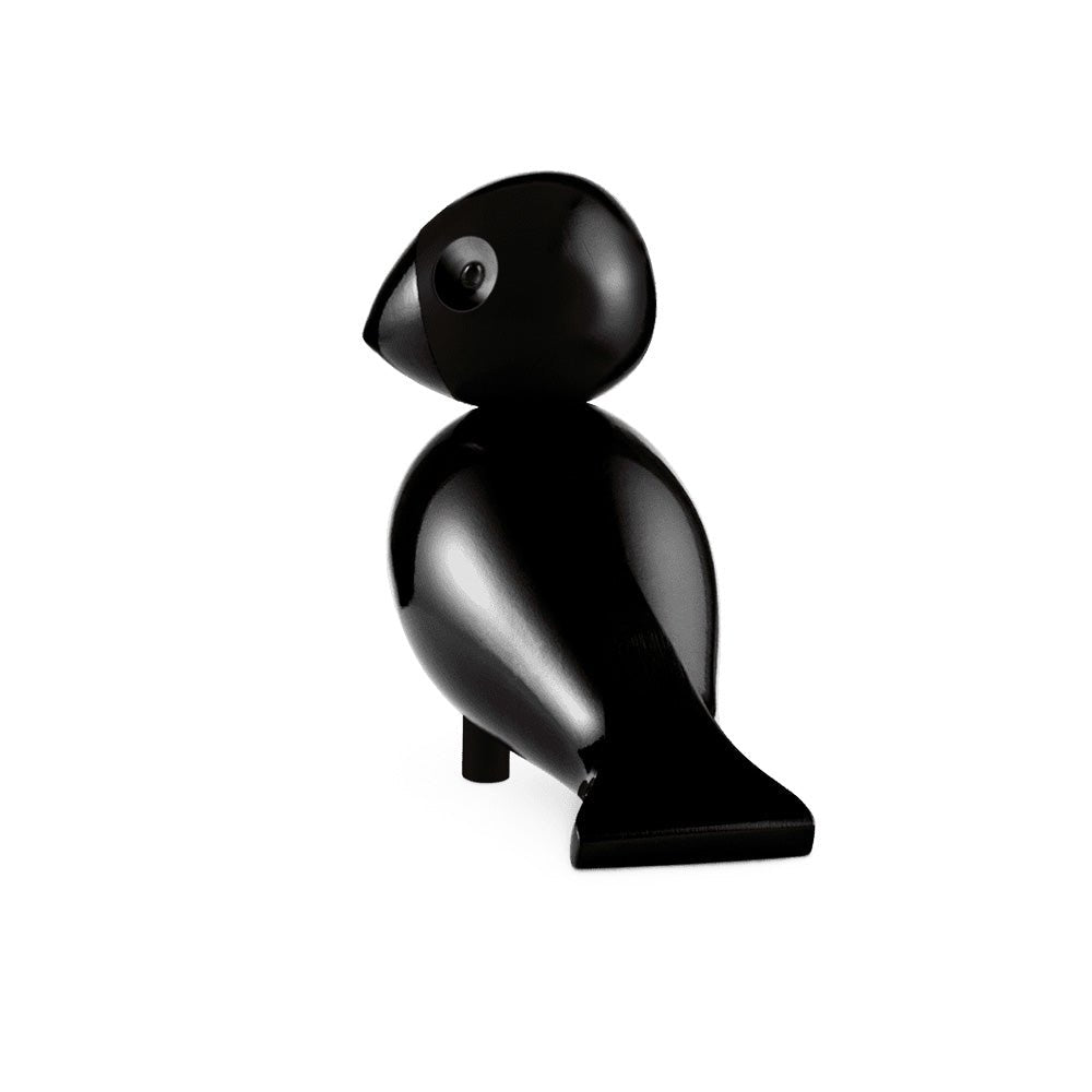 Pájaro Songbird Ravn Negro