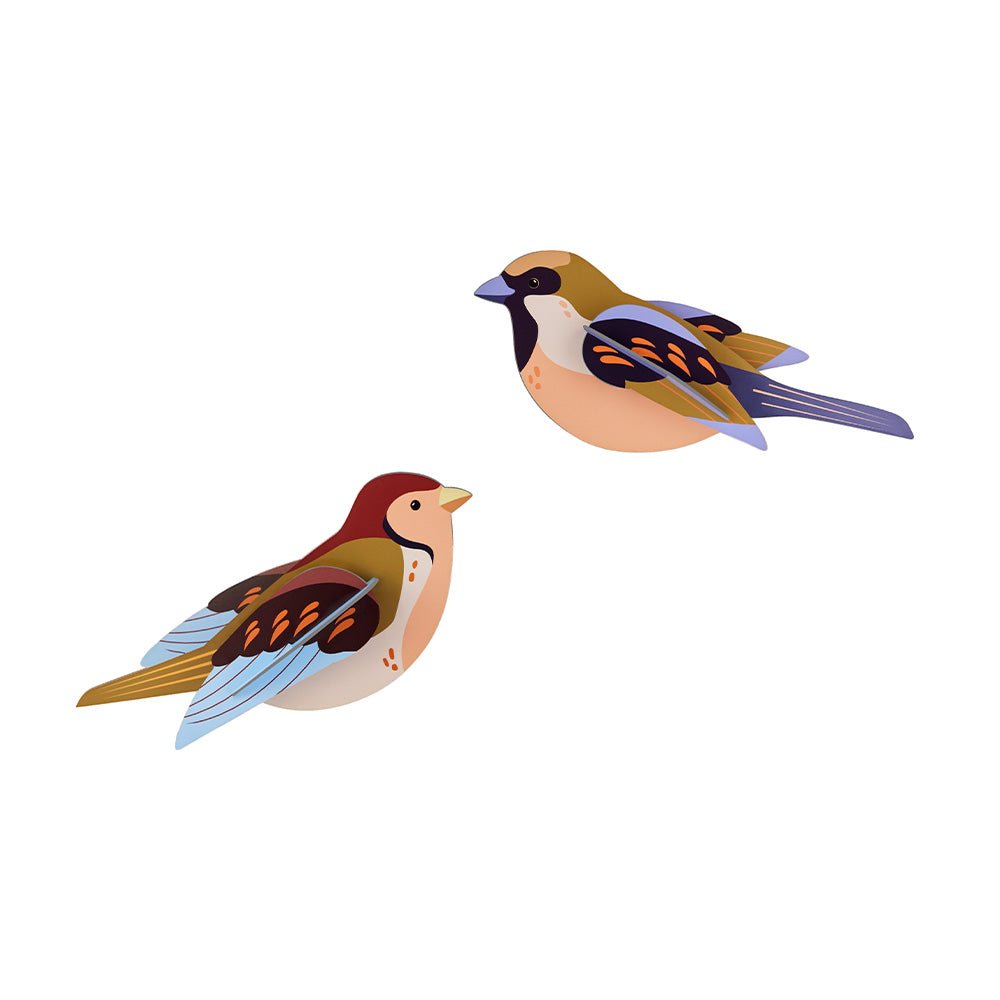 Garden Bird - Sparrows