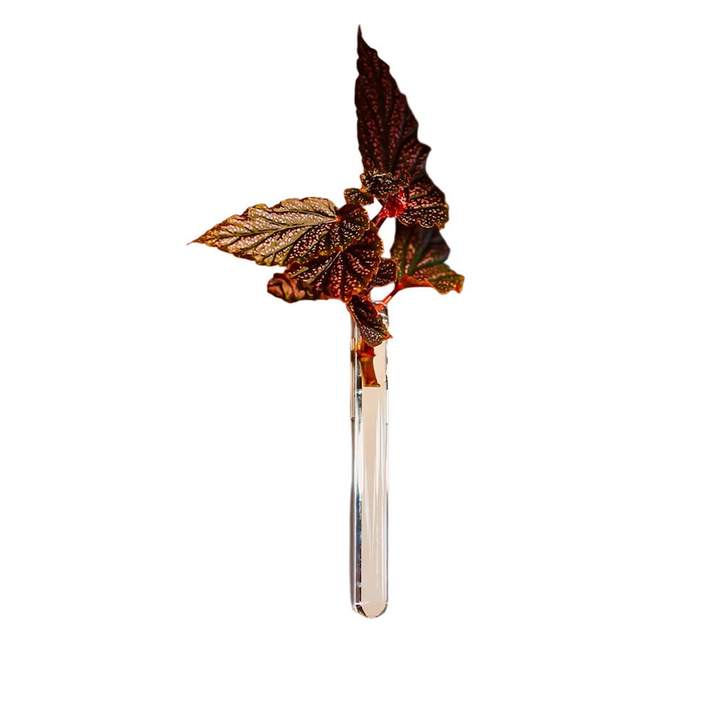Walleaf Transparent (1 pièce)