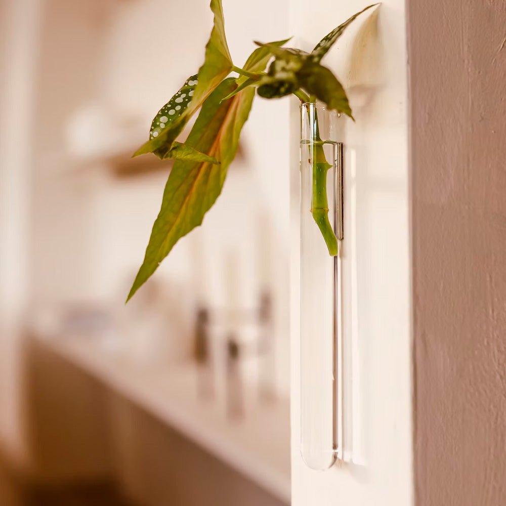 Walleaf Transparent (1 pièce)