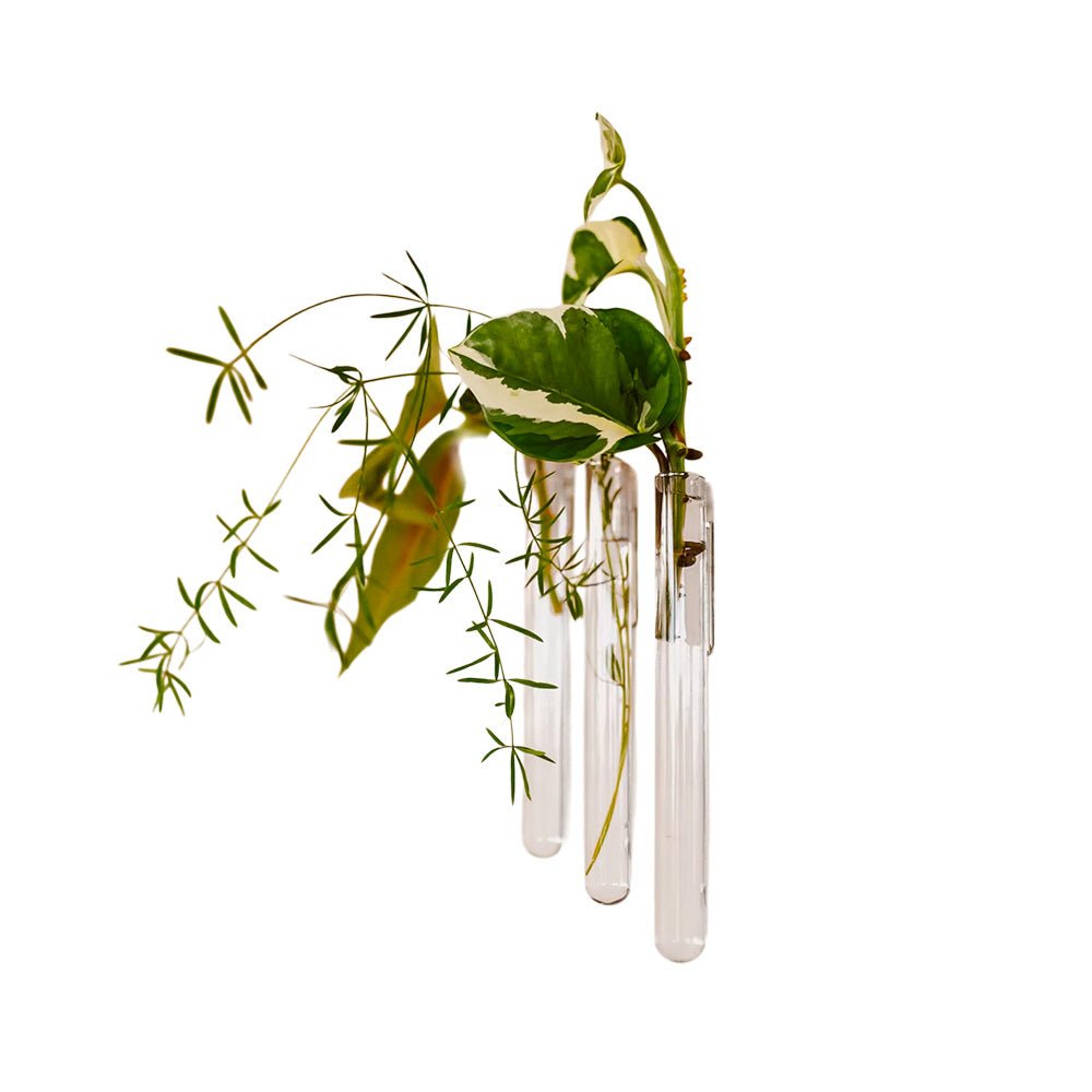 Walleaf Transparente (set de 3)