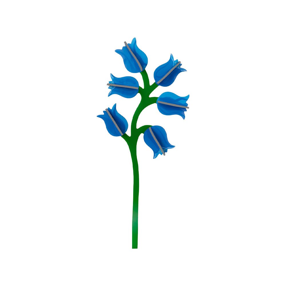 Everlasting Flowers - Campanula