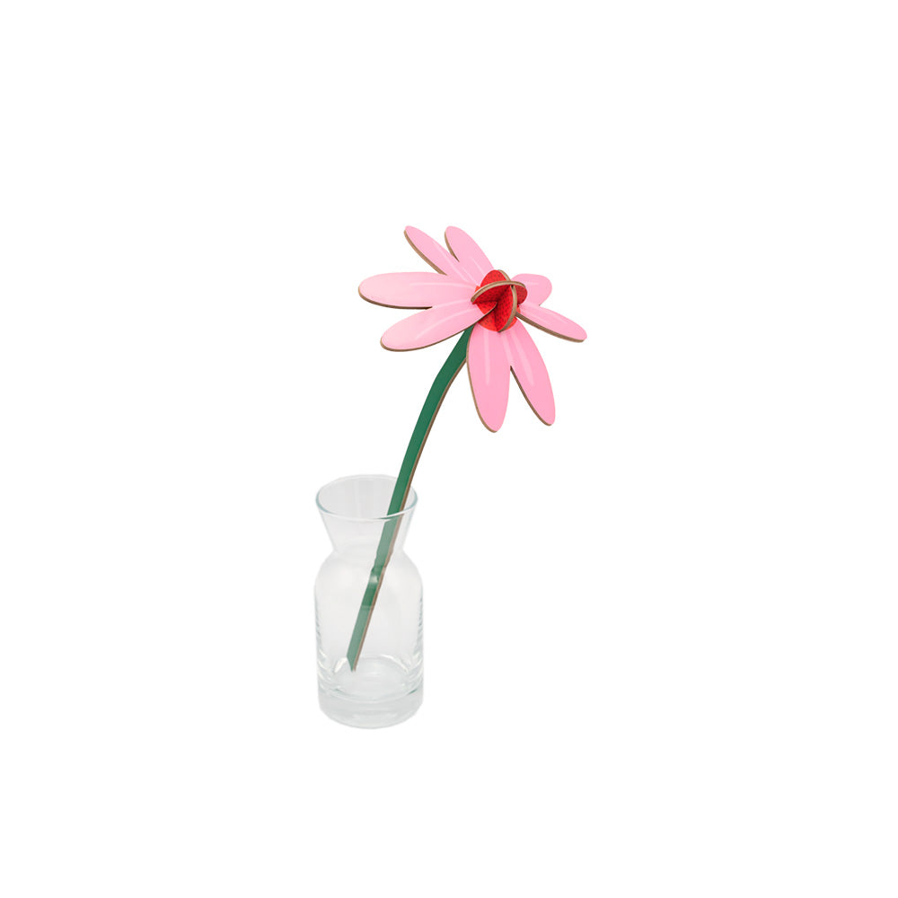Small Everlasting Flowers - Pink Coneflower