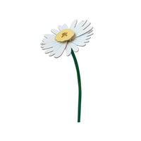 Everlasting Flowers - Daisy