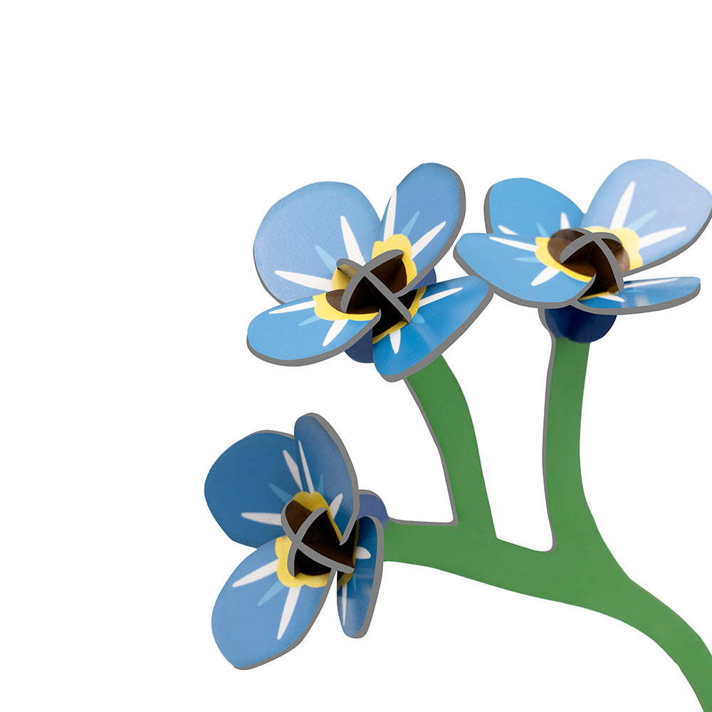 Small Everlasting Flowers - Forget-me-not