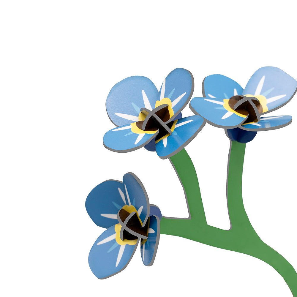 Small Everlasting Flowers - Forget-me-not