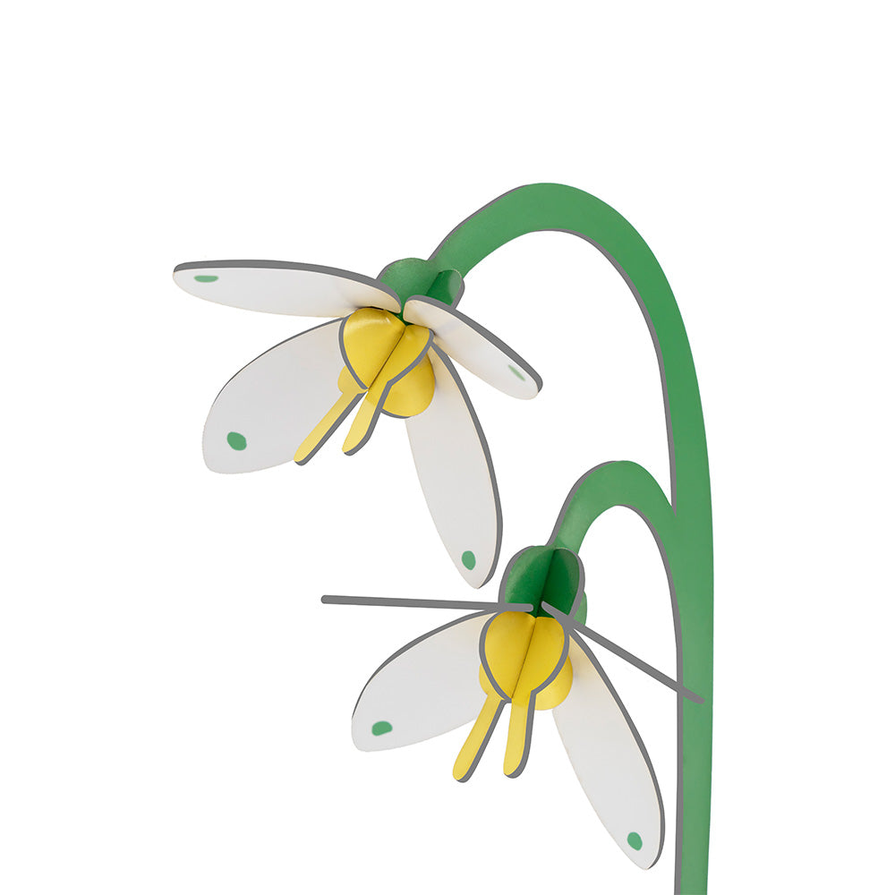 Small Everlasting Flowers - Spring Bells