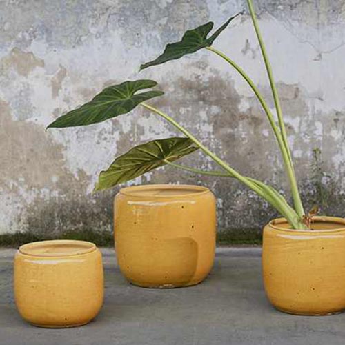 Flower Pot Costa XS Honey