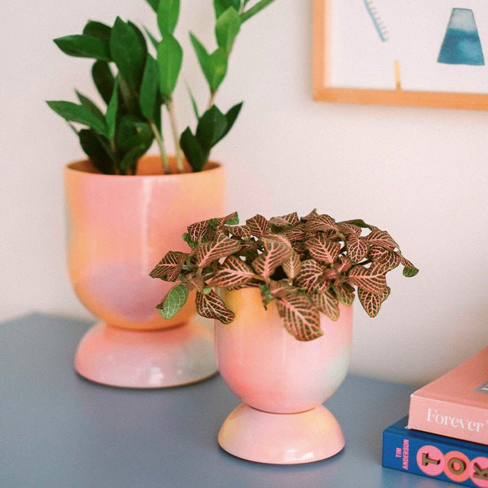 Pot de mini-plantes Euphoria