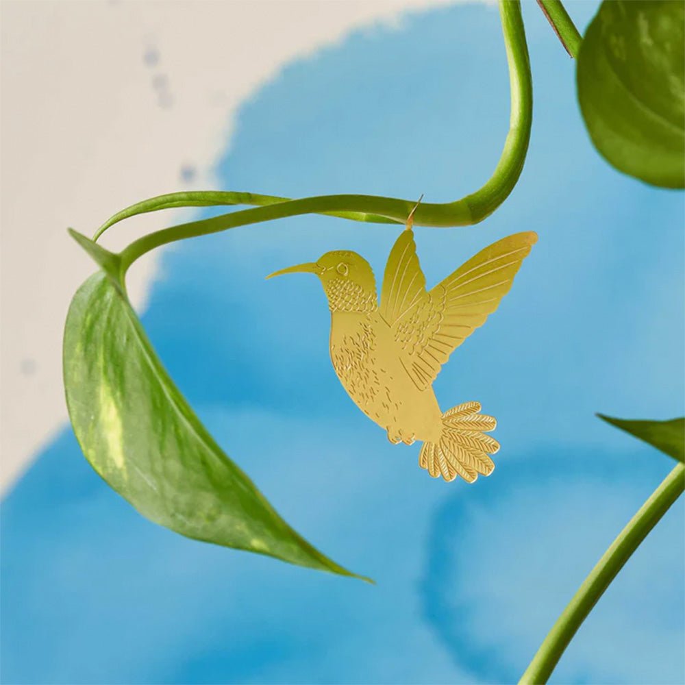 Colibri Plante Animal