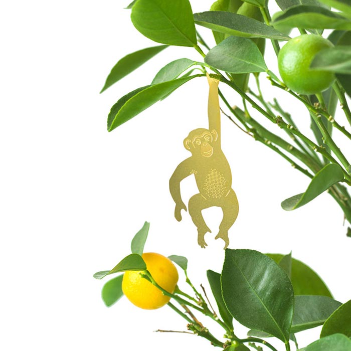 Animal pour les plantes Chimpanzé