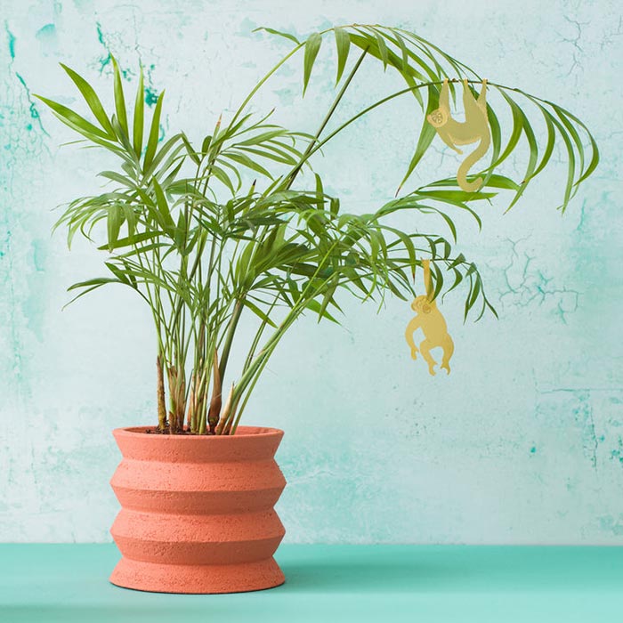 Animal pour les plantes Chimpanzé