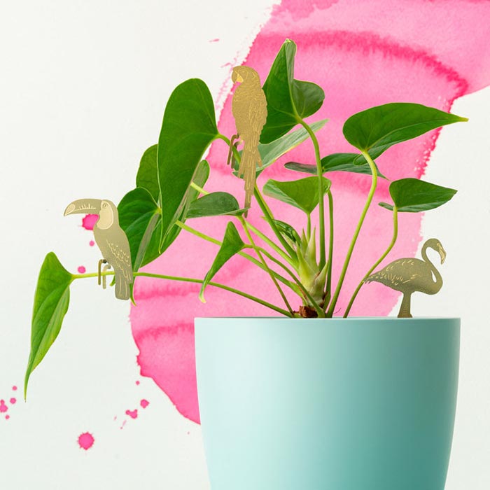 Animal para Plantas Tucán
