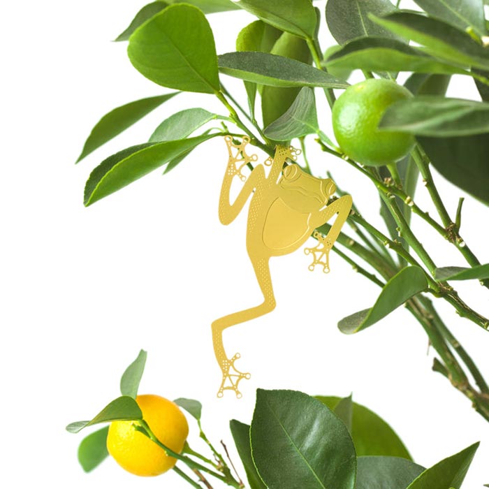Animal pour les plantes Rainette arboricole