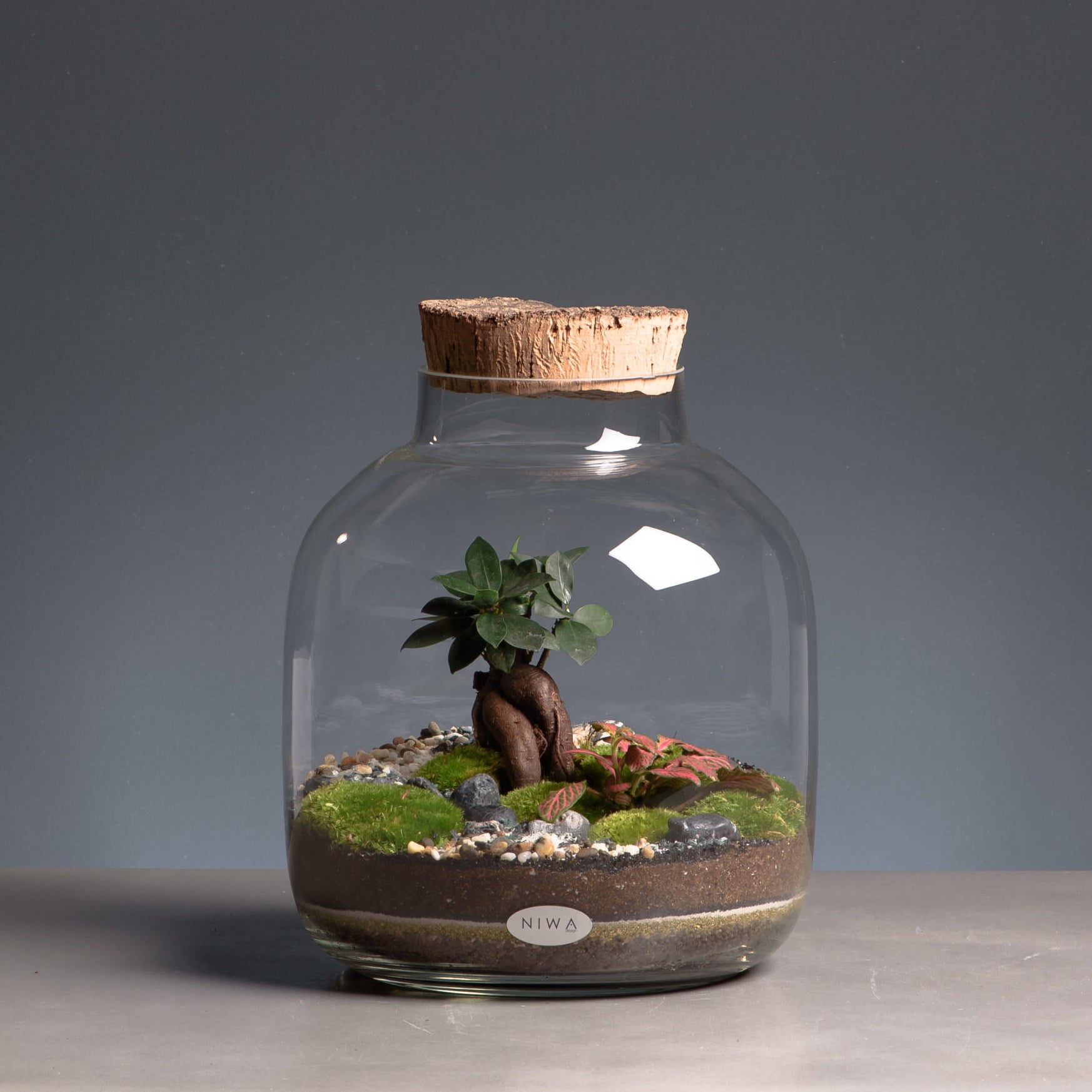 Roots - Ecosistema Terrario