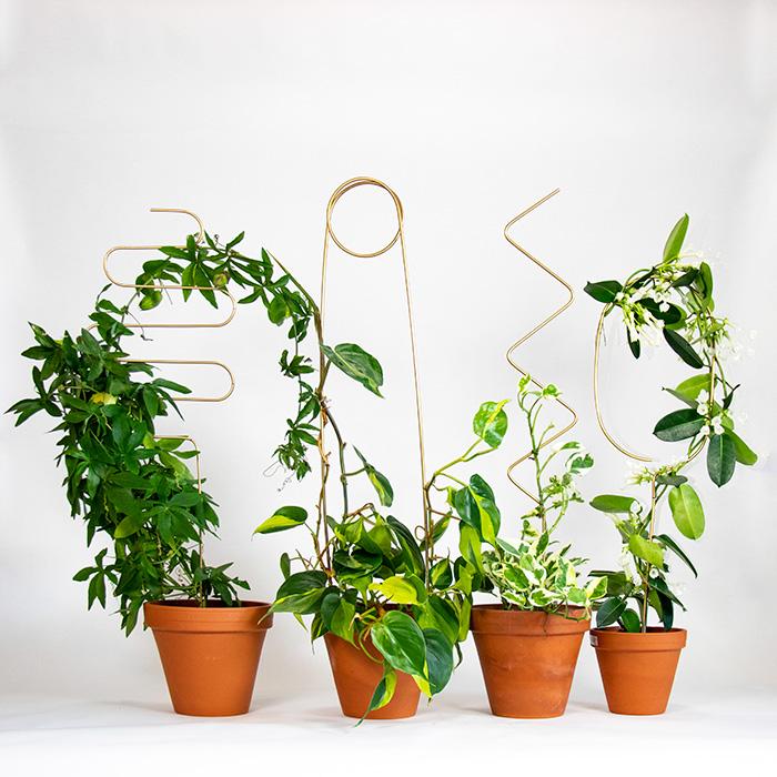 Tutor para Plantas Dorado Squiggle