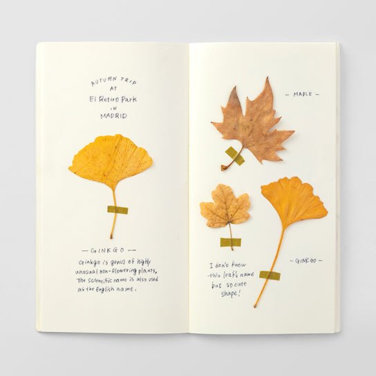 TRAVELER'S notebook Recharge 025 Papier Crème - Taille Régulier