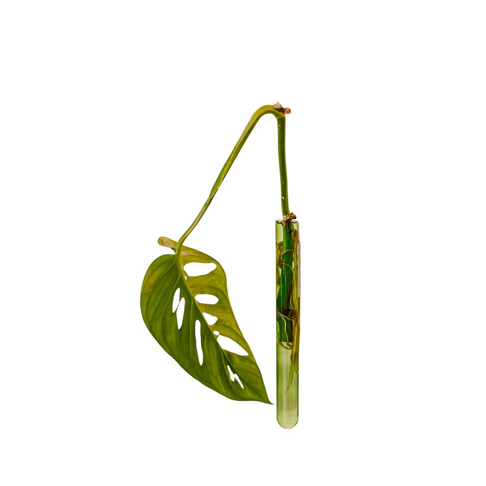 Walleaf Vert (1 pièce)