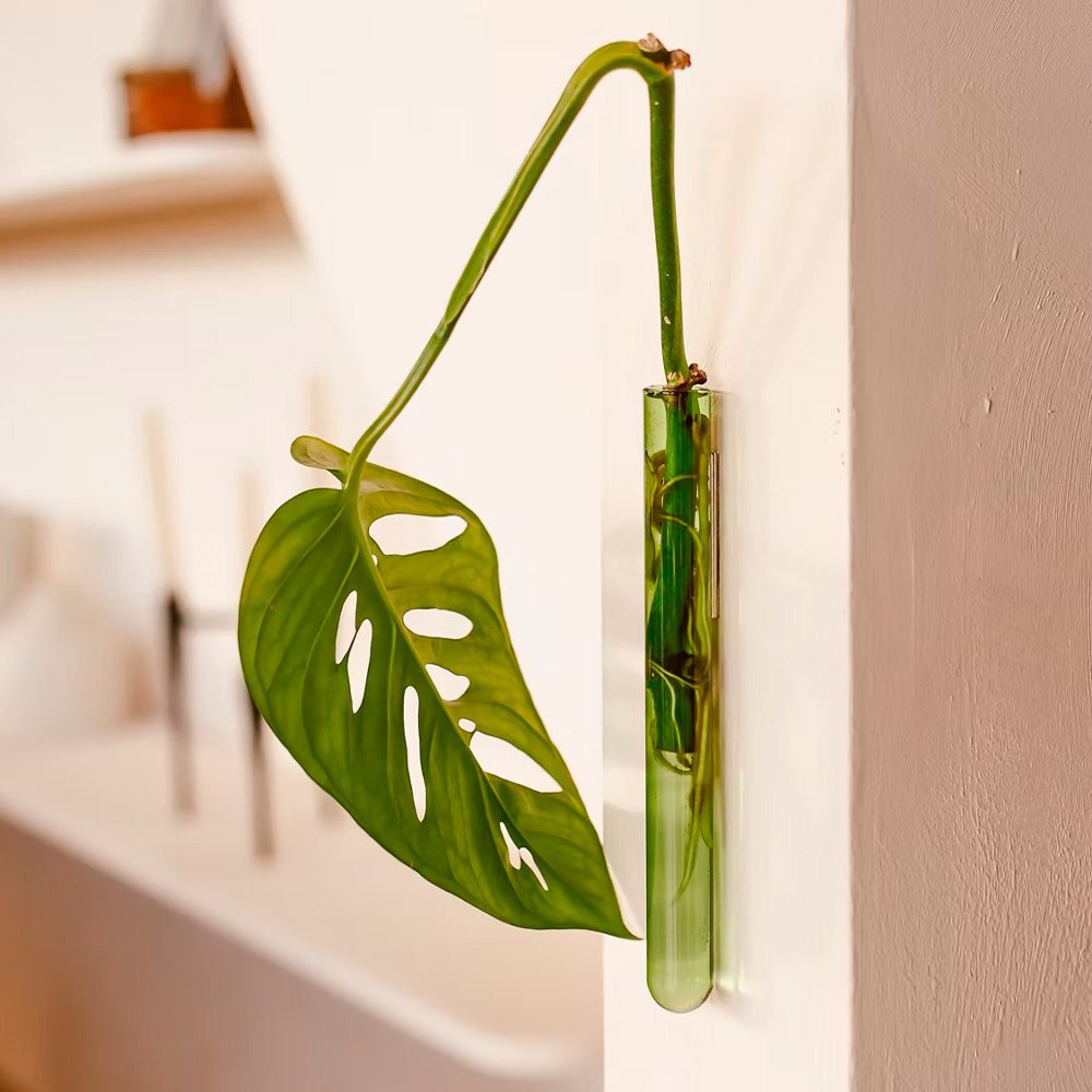 Walleaf Vert (1 pièce)