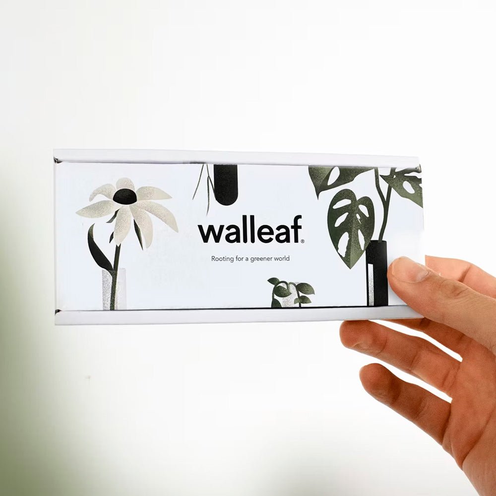 Walleaf Transparente (1 pieza)