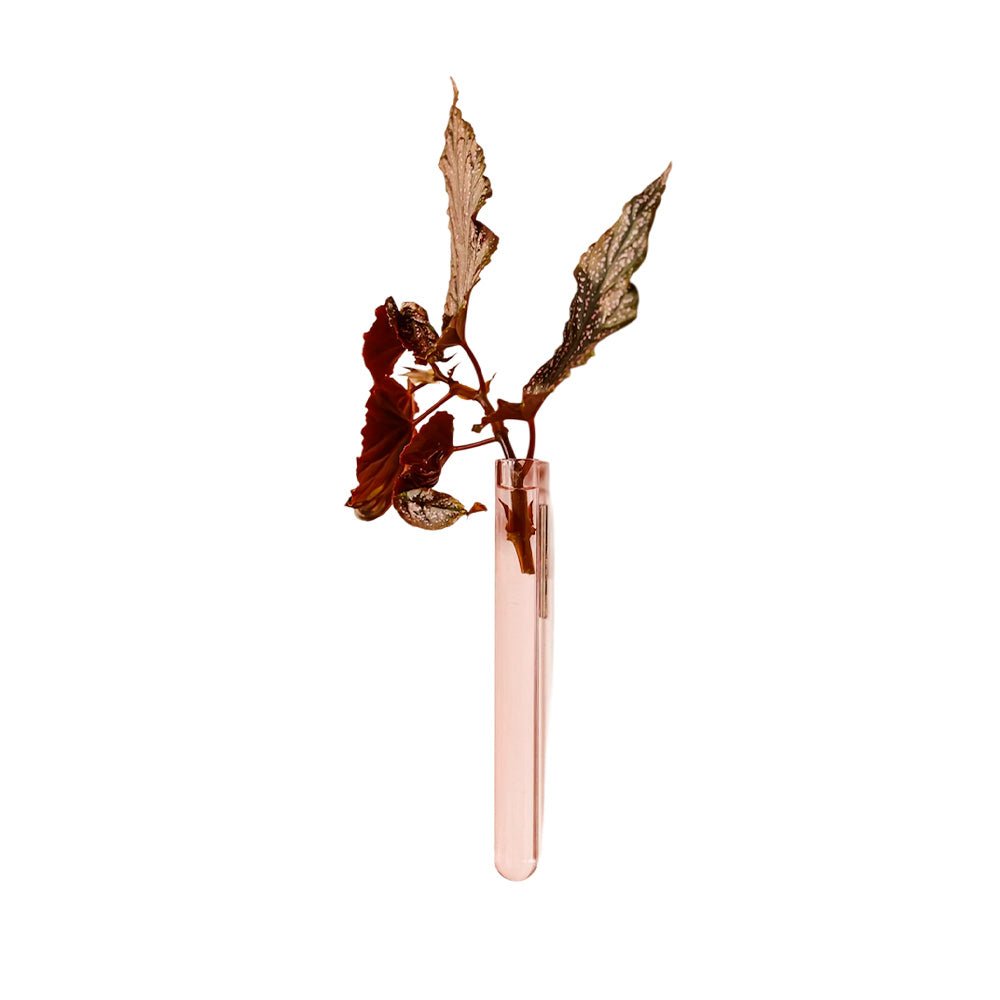 Walleaf Rosa (1 pieza)