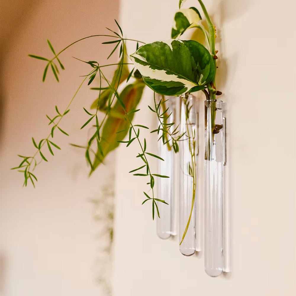 Walleaf Transparent (lot de 3)