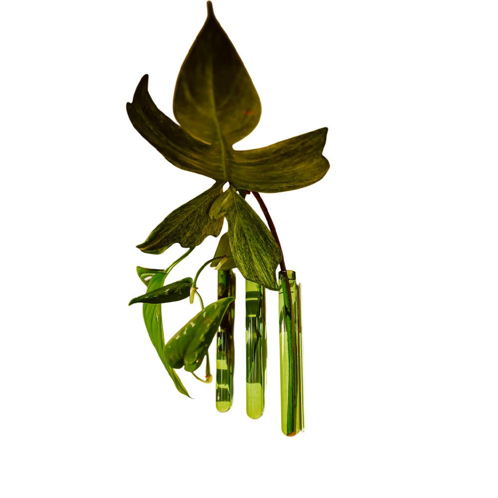 Walleaf Verde (set de 3)