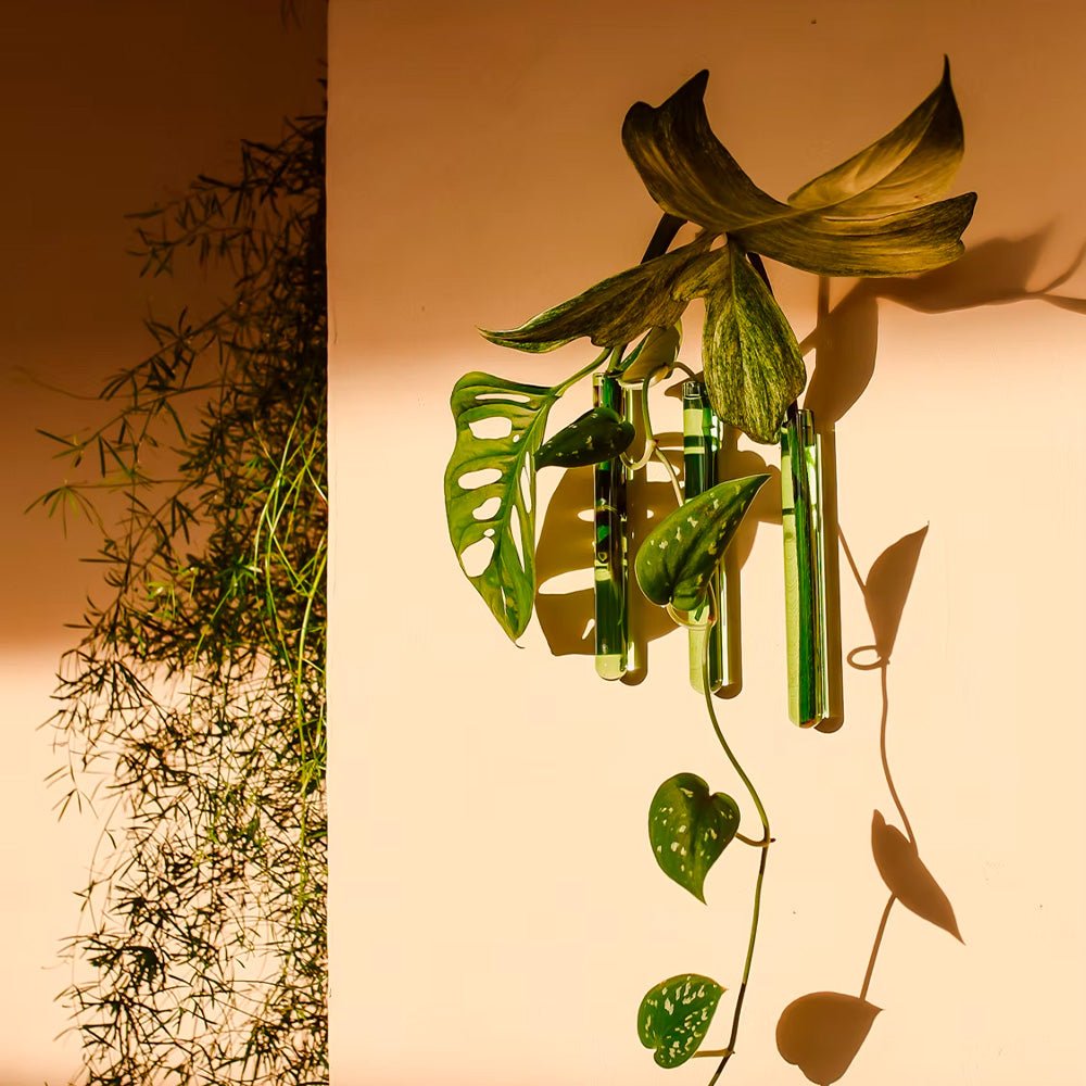 Walleaf Verde (set de 3)