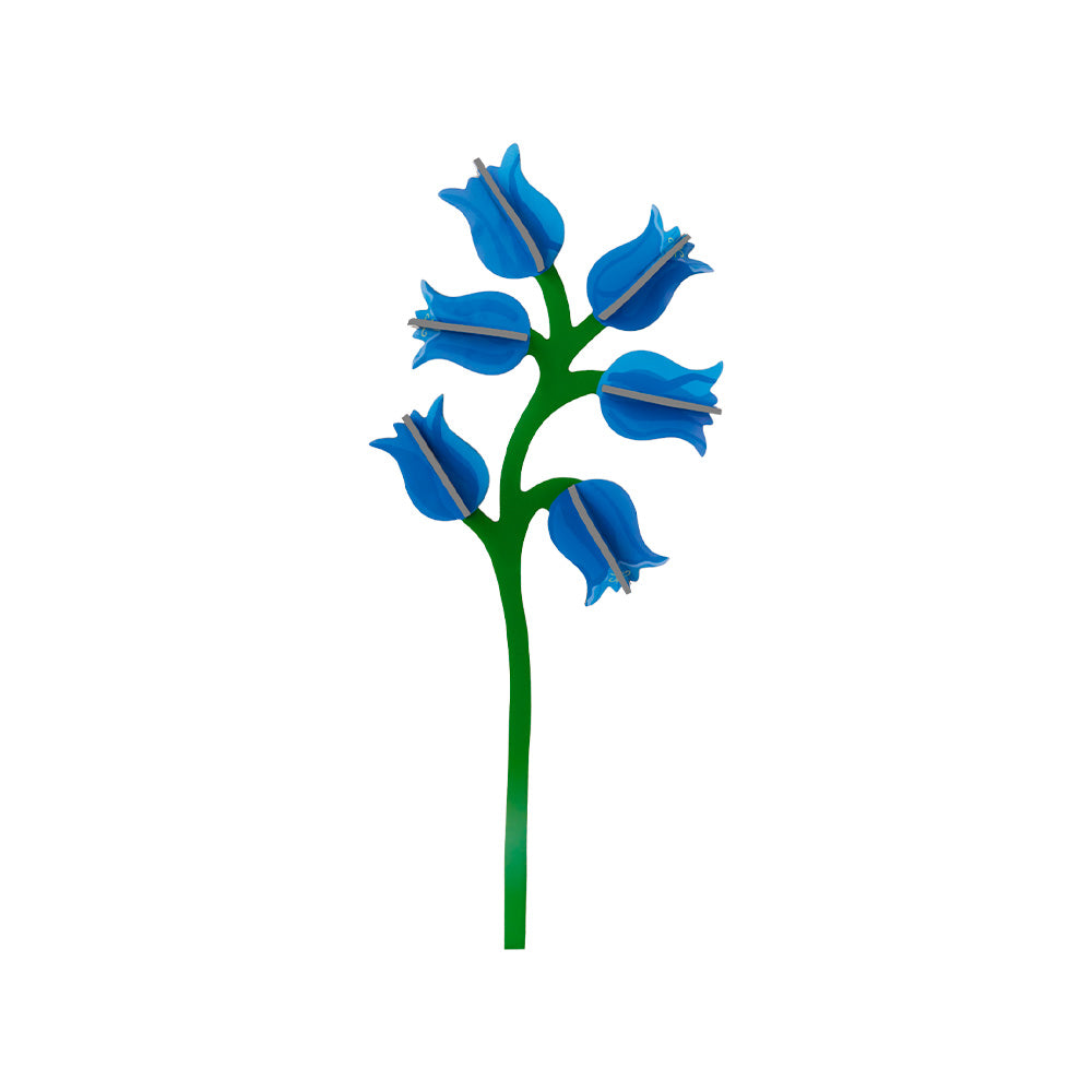Everlasting Flowers - Campanula