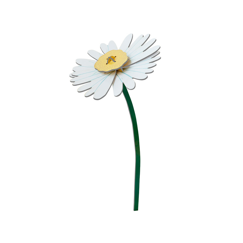 Everlasting Flowers - Daisy