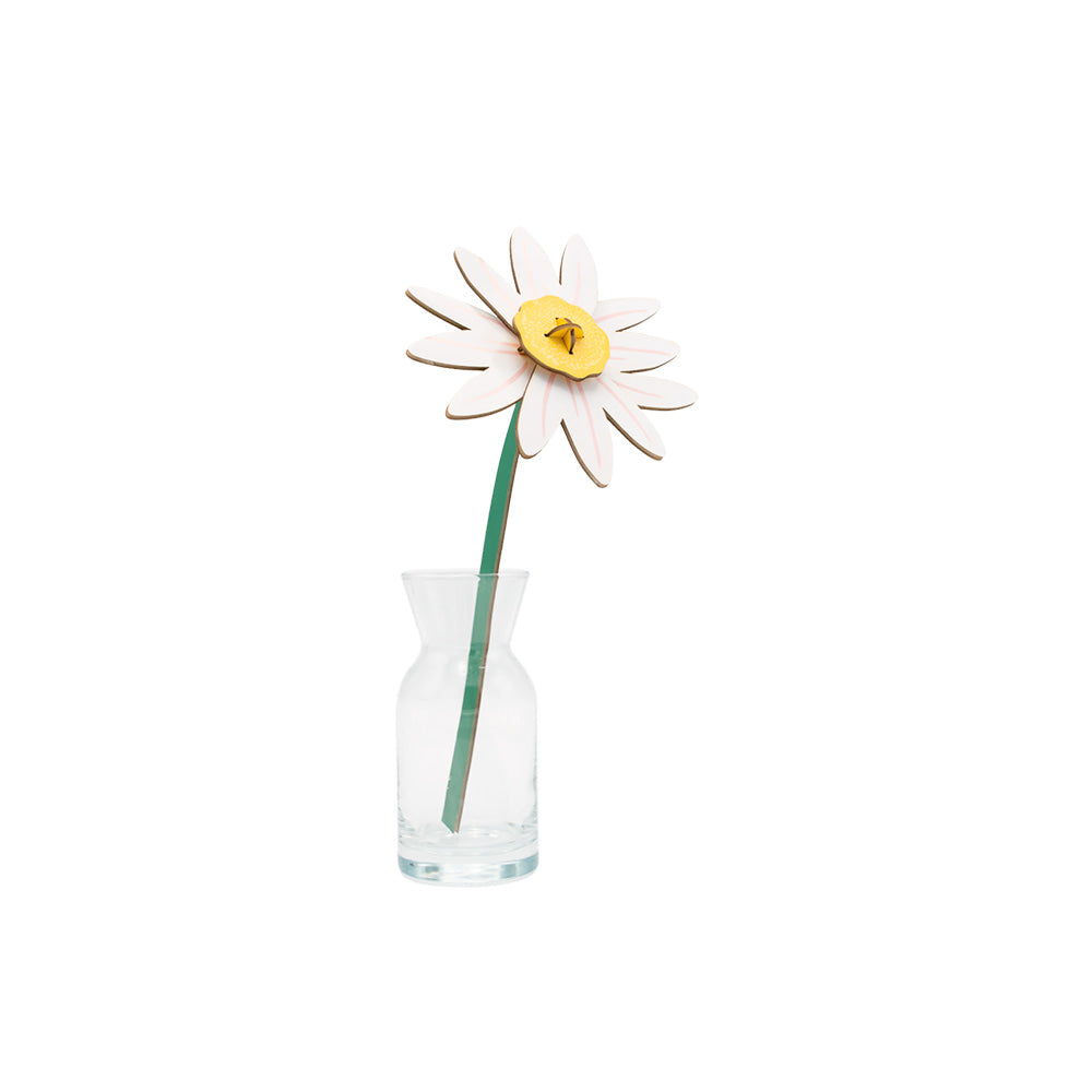 Small Everlasting Flowers - Meadow Daisy