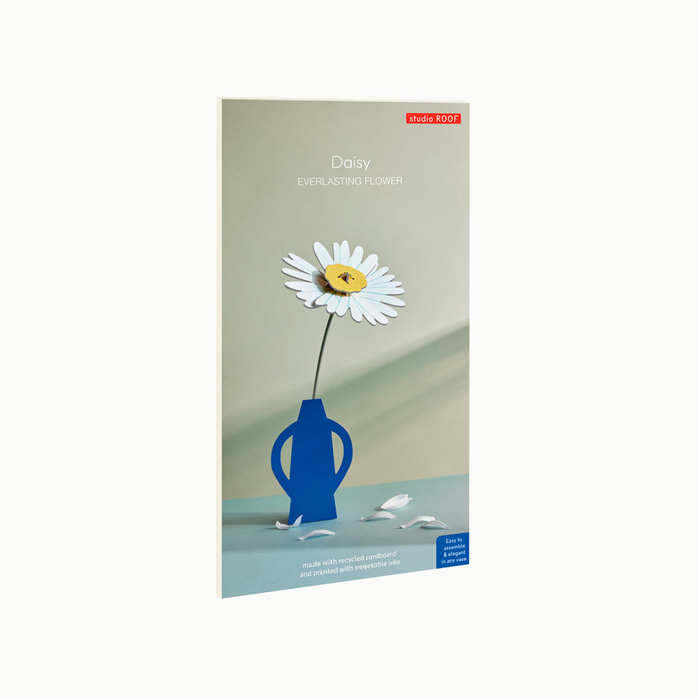 Everlasting Flowers - Daisy