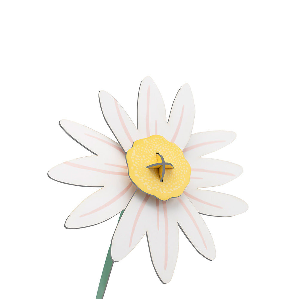 Small Everlasting Flowers - Meadow Daisy