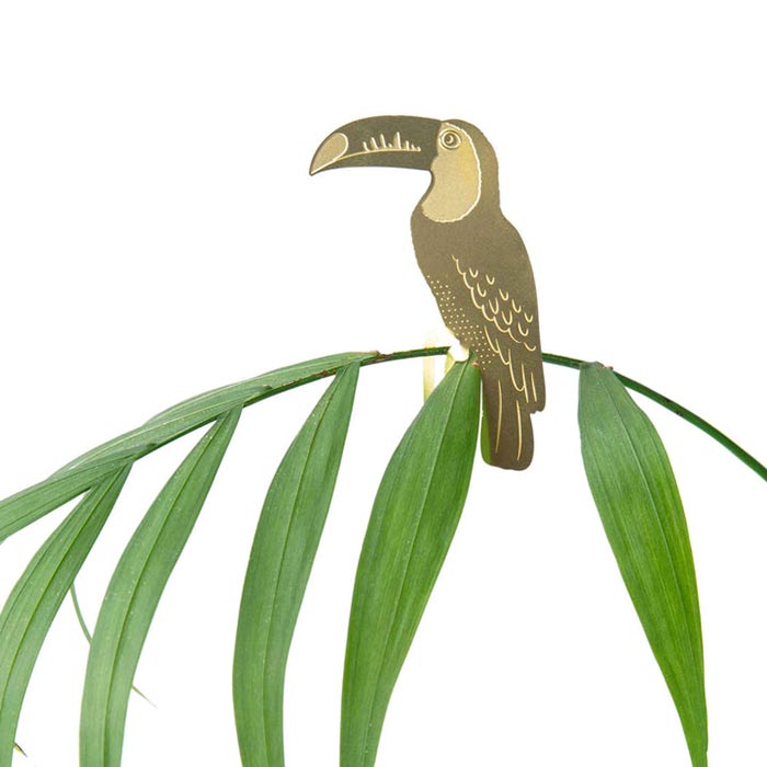 Plante Animal Toucan 