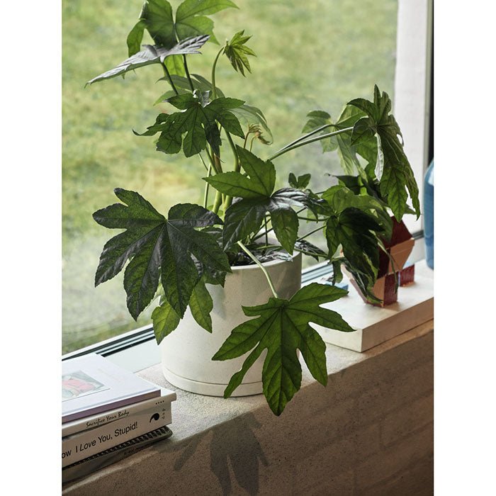 Plant Pot with Saucer White L (19x14,5cm)